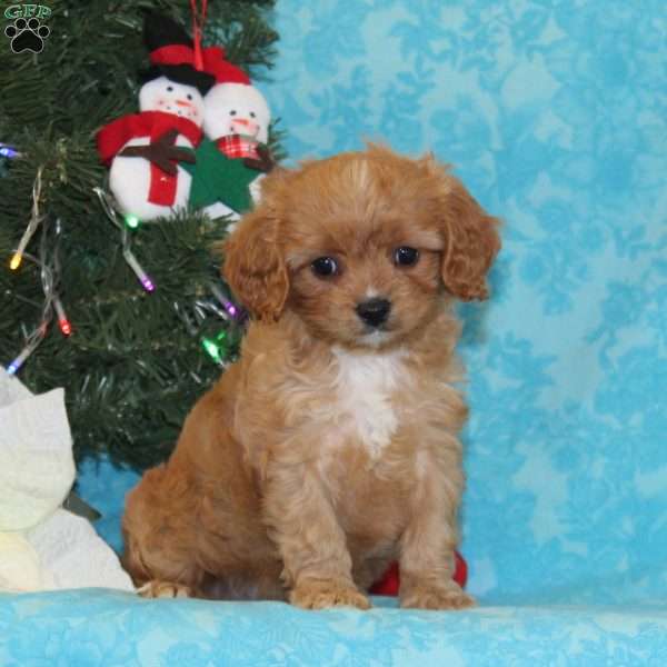 Kangaroo, Cavapoo Puppy